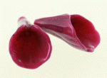 Acrylic Trumpet Bead 28mm Fuchsia (1 piece)
