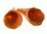 Acrylic Trumpet Bead 28mm Ochre (1 piece)