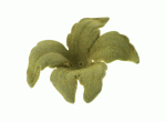 Acrylic Orchid Flower Olivine 48x40mm (1 piece)