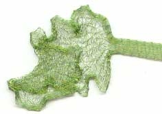 Wire Mesh Cord Chartreuse 6mm x 1 Metre