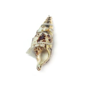 Shell Pendant with Metal Edge 16x50mm